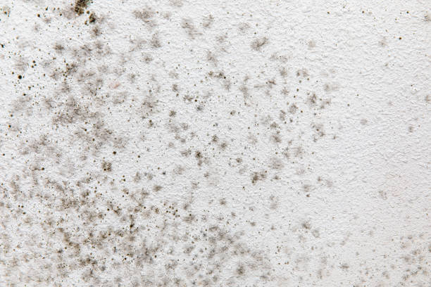 Reliable Middleport, NY Mold Removal Solutions