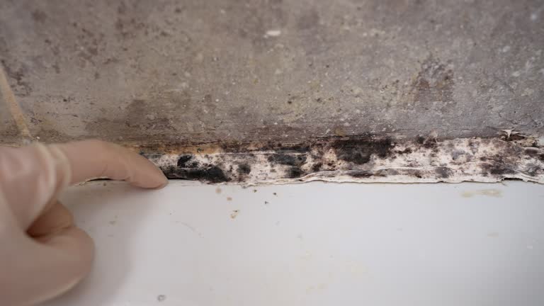 Mold Odor Removal Services in Middleport, NY